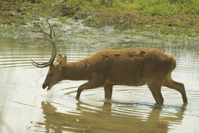 Swamp deer