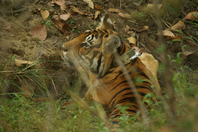 female tiger in water