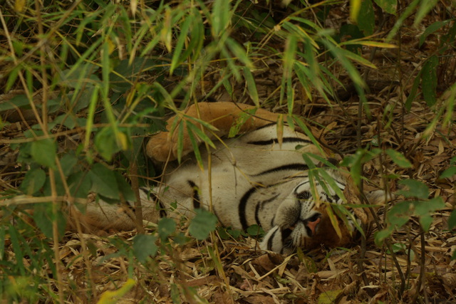 Sleeping tiger