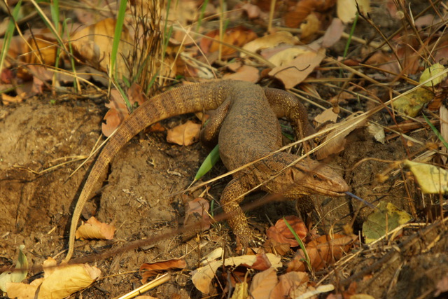 Image of monitor lizard