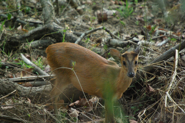 Image of Barking Deer