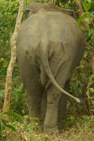 Image elephant rear end