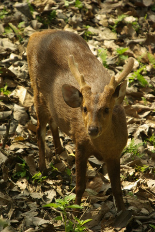 Image hog deer in velvet