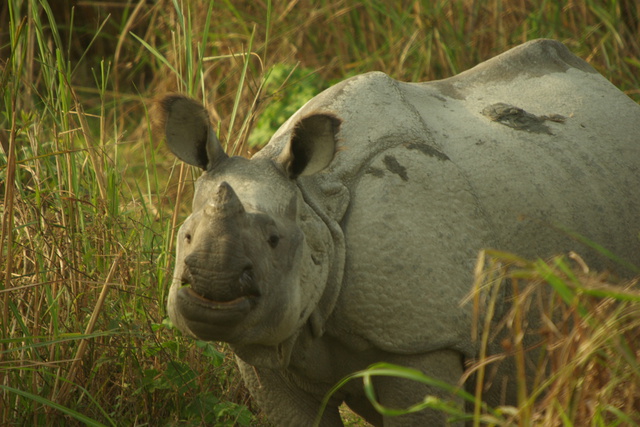 Image of Rhino