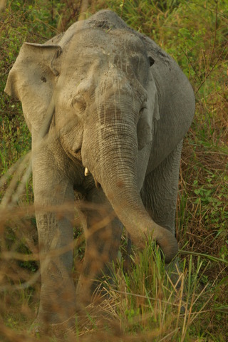 Image of Elephant