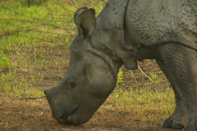 Image of rhino