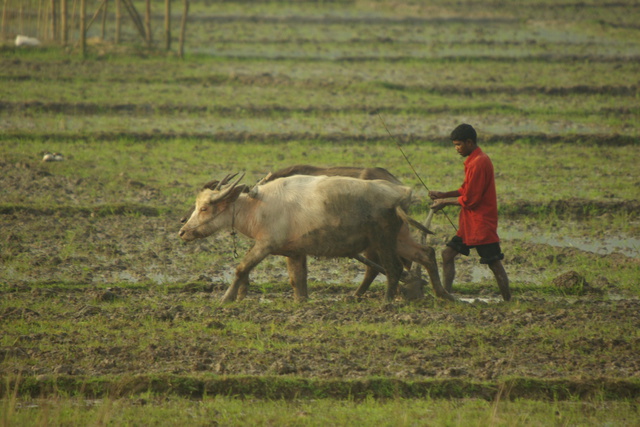 Image of buffalo pulling a plow