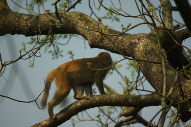 Image of monkey looking away