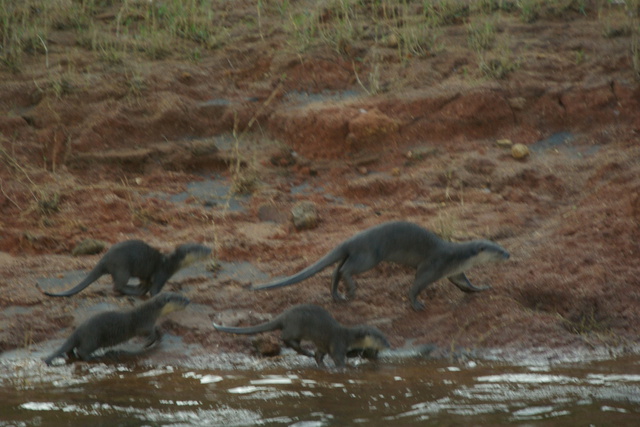 Image of otters