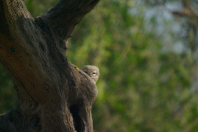 Image of Spotted Owlet