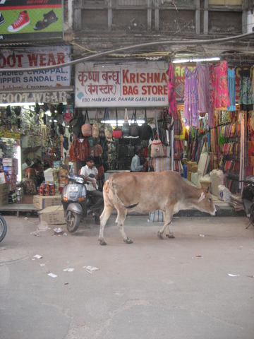 image of Cow at Pahar Ganj