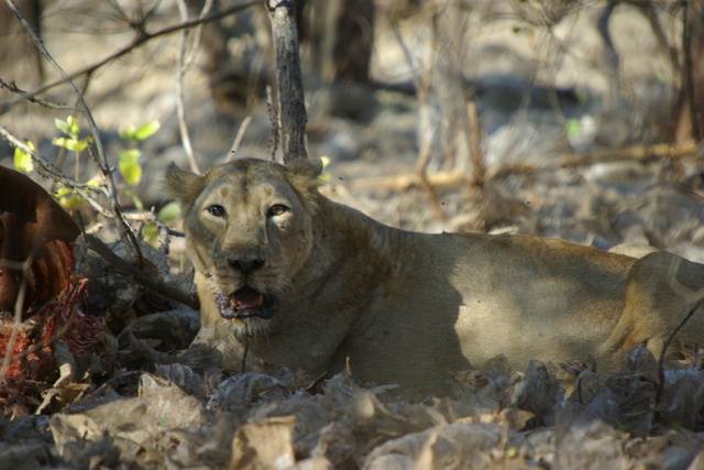 Lioness chowing down on a cow