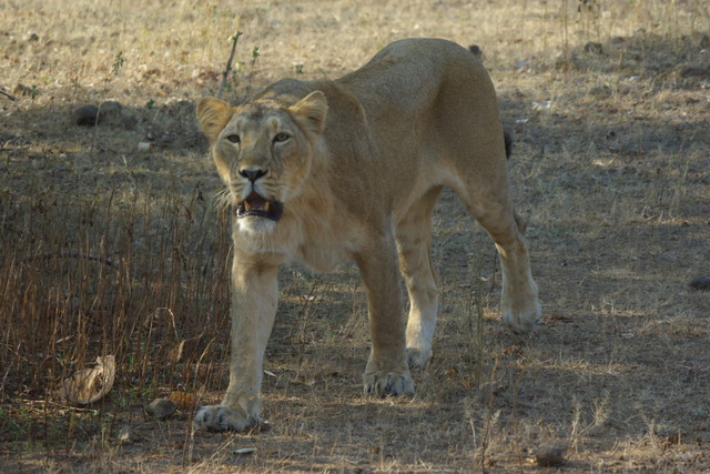 Image of lioness