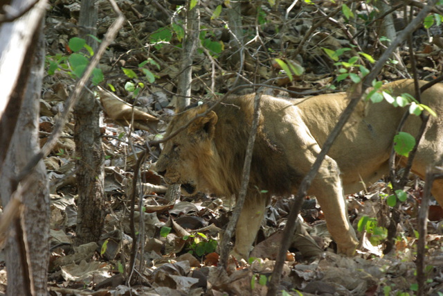 image of male lion