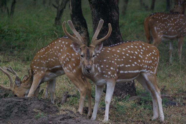 image of Spotted Deer