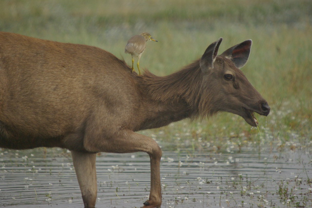 image of Sambar Deer