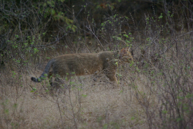 image of Jungle Cat