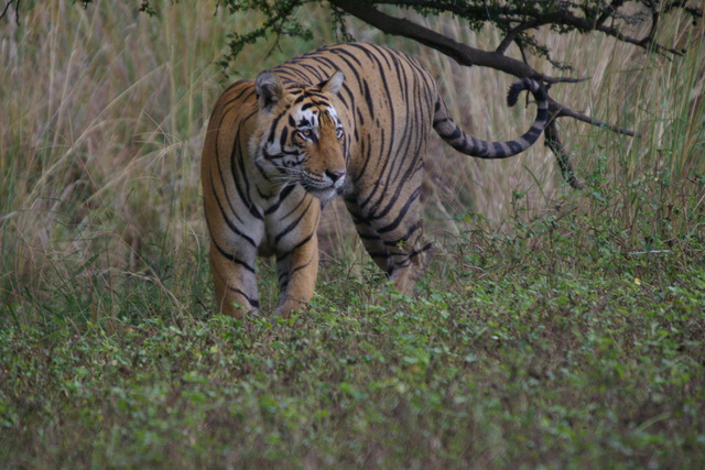 image of tiger