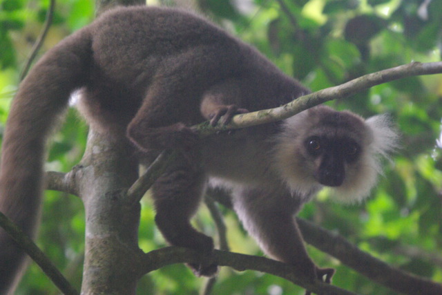 Image of Sanford Brown Lemur