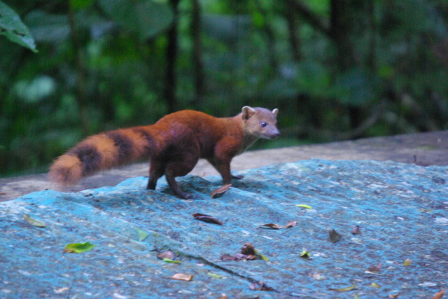 Image of ring tailed mongoose