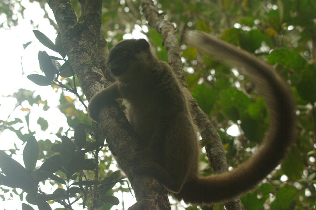 Photo of Common Brown Lemur