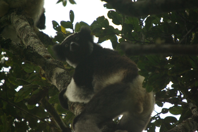 Photo of Indri