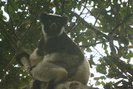 Photo of Indri