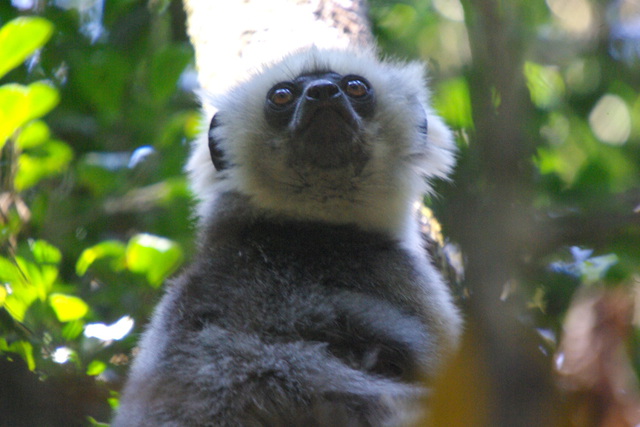 Image of Golden Sifaka