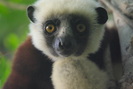 Madagascar images