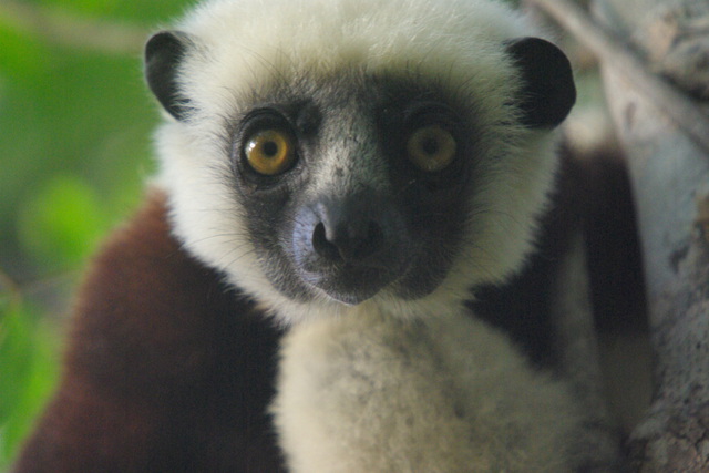 photo of Coquerel’s Sifaka