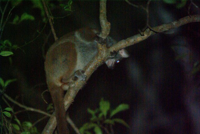photo of Mongoose Lemur