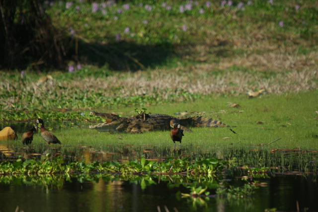 photo of birds and crocodile