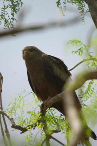 Image of Black Kite