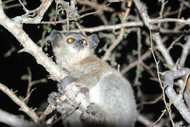 image of White Footed sportive lemur