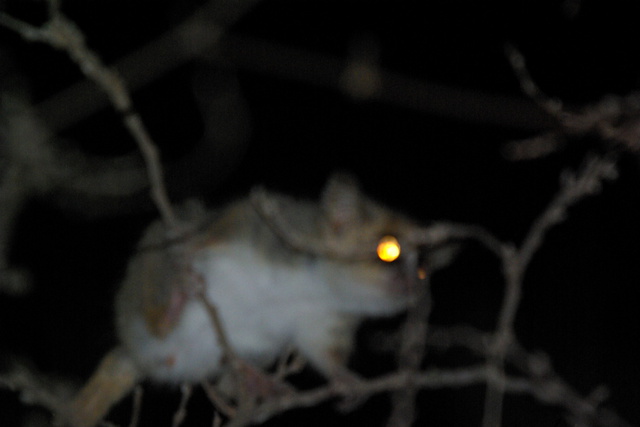Image of Grey Mouse Lemur