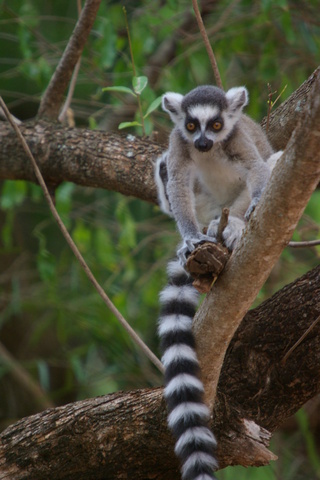 Image of Ring-tail lemur
