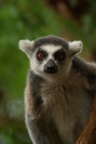 Ringtail Lemur