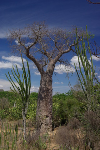 image of Baobob and small Alluaudias