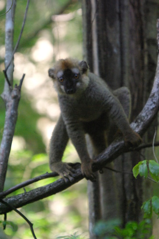 Image of Lemur