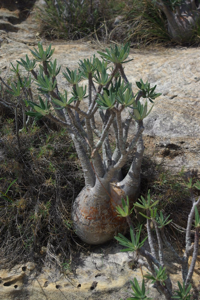 Image of plant