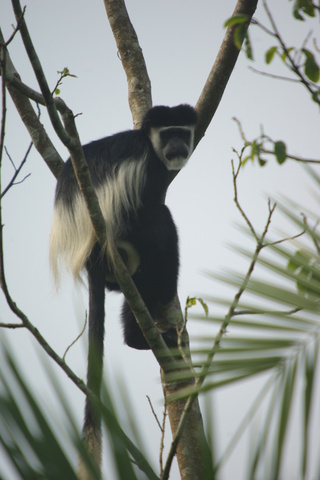 Image of Black and White Colobus Monkey