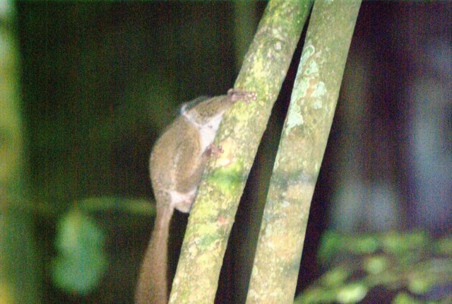 Image of Bush Baby