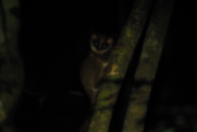 Image of Bush Baby