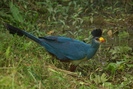 Image of Great Blue Turaco