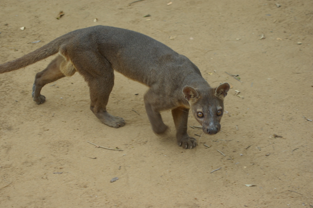 Image of Male Fossa