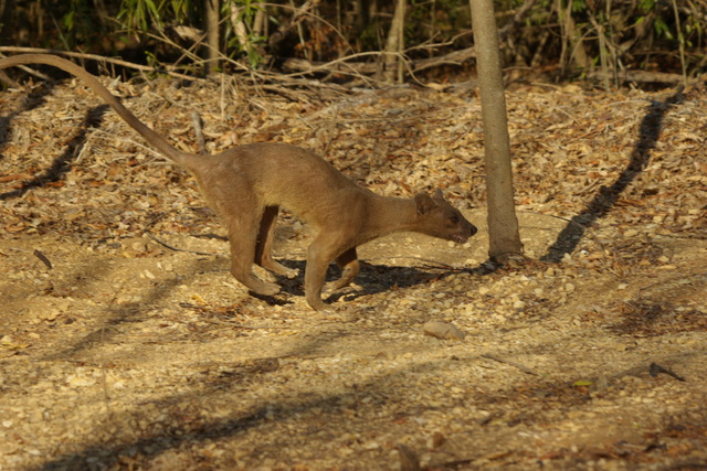 Image of Female Fossa