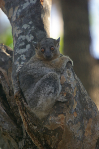 Image of Red Tailed Sportive Lemur