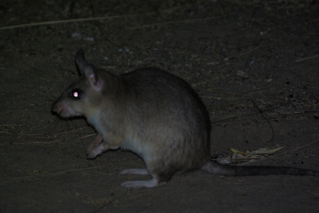 Image of Giant Jumping Rat