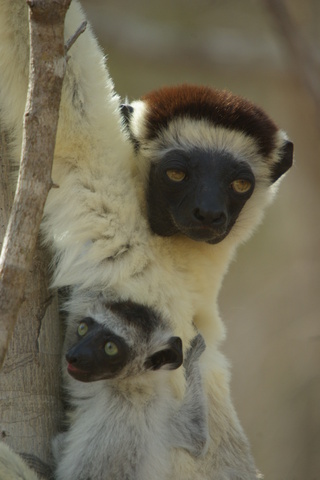 Image of Verreaux's Sifaka