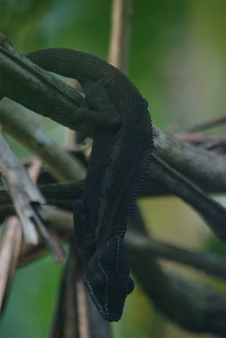 Image of unidentified black chameleon